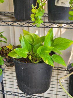 Pothos plant