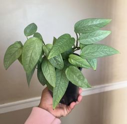 Cebu Blue Pothos