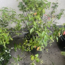 Foaming plant big pot