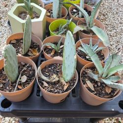 Last BLUE Agave/Mexican Cactus $20 Incl New Pot