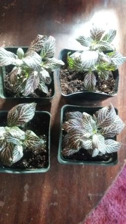 Pink nerve plant