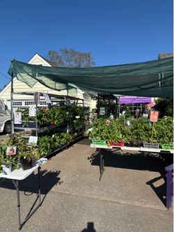 🌱 ORGANIC EDIBLE PLANT SALE 🌱 Master Gardener Grown Right Here in the Puyallup Valley!