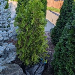 Arborvitae Evergreen Tree From Home Depot
