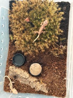 The plastic reptile enclosure