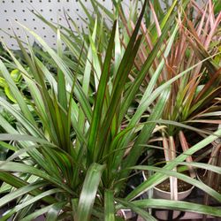 4” Pot Size: Dracaena Marginata ‘Red Margined’ Dragon Tree; $12 Each