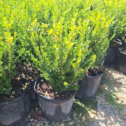Wintergreen Boxwood (3 Gal.)
