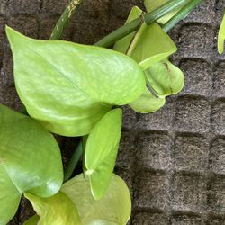 FREE CUTTING Jade Pothos | Epipremnum Aureum Jade FIRST COME FIRST SERVED