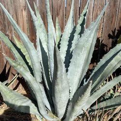 Agave Plant
