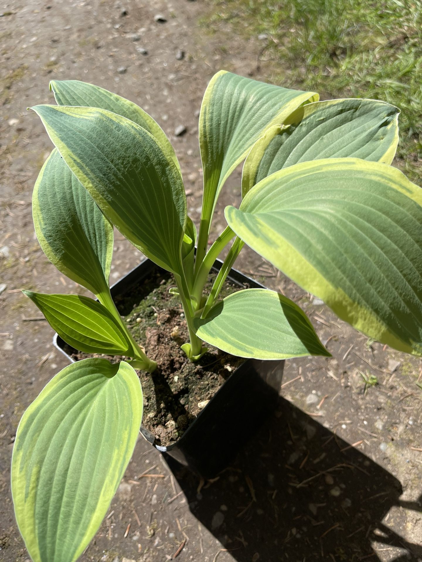 Hosta Patricia Perennial Plant 3 In One Pot.