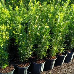PODOCARPUS 3GL $6🌿🌿