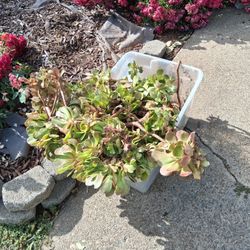 Succulents For Free