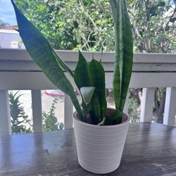 Snake Plant