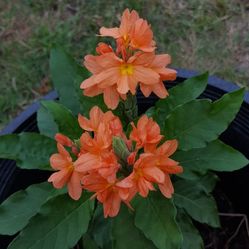 Kanakambaram crossandra firecracker seed tropical plant