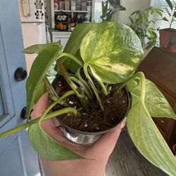 Pothos Plant 