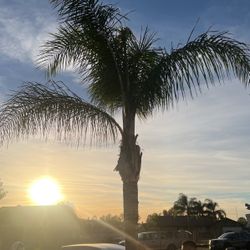 Palm Tree