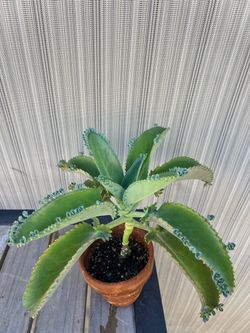Kalanchoe Mother of Thousands Succulent