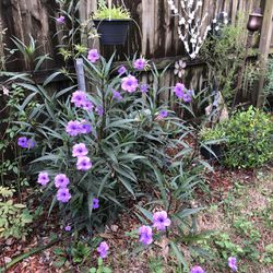 Mexican Petunias (blooming Now!)