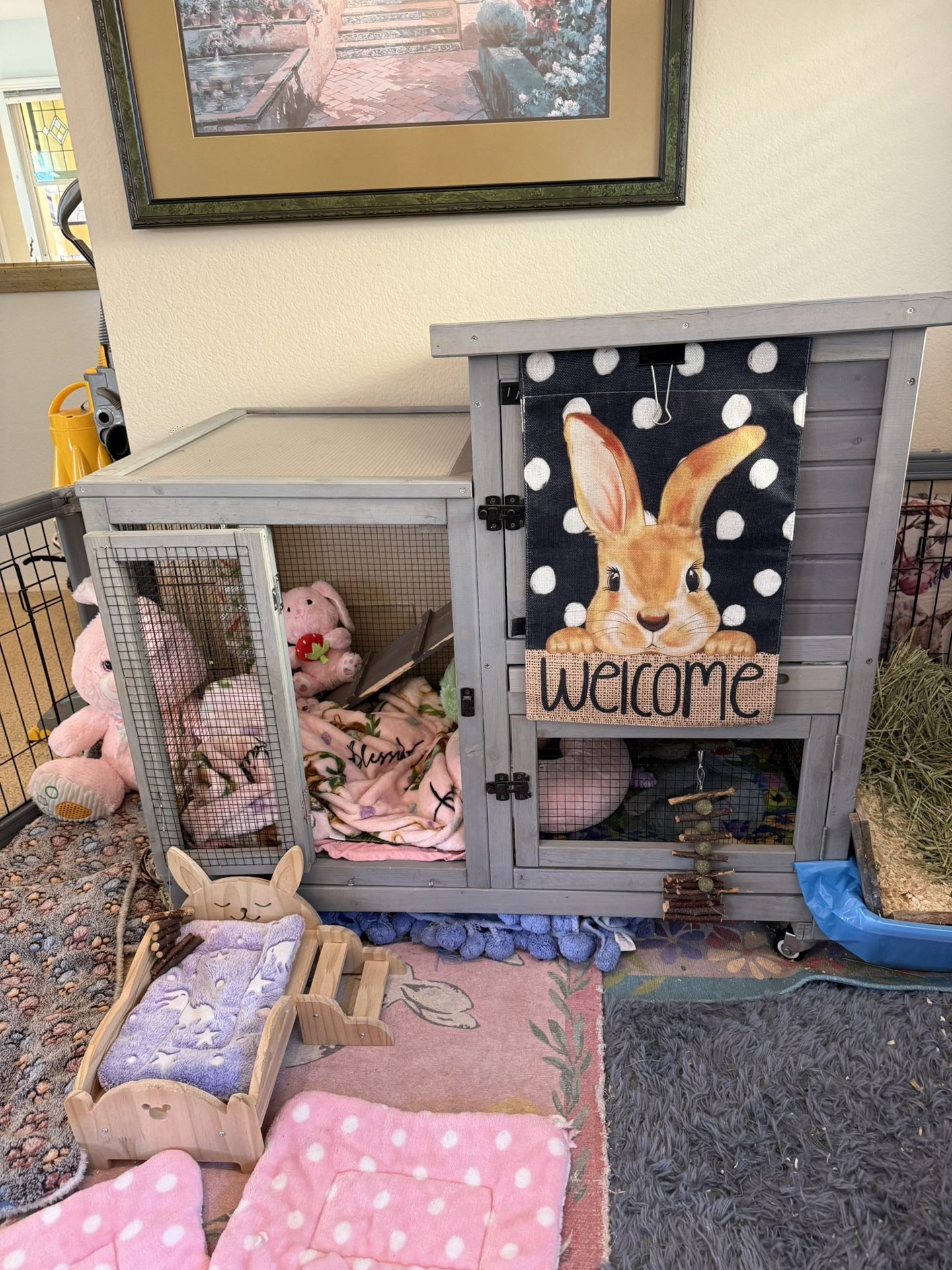 Holland Lop Bunny With House Set Up Litter Box Trained