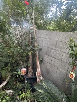 Queen Palms 