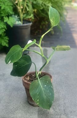 $10 Variegated shade house plant