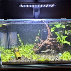 5-Gallon Aquarium - Fully Cycled And Ready