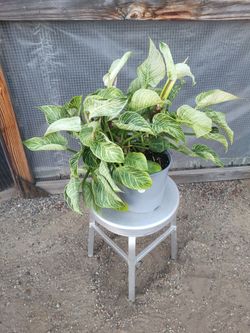 Philodendron Birkin 8" Nursery Pot