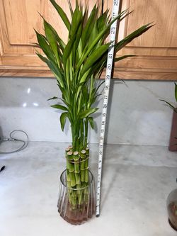 Bundle of ten stems of lucky bamboo (vase not included)