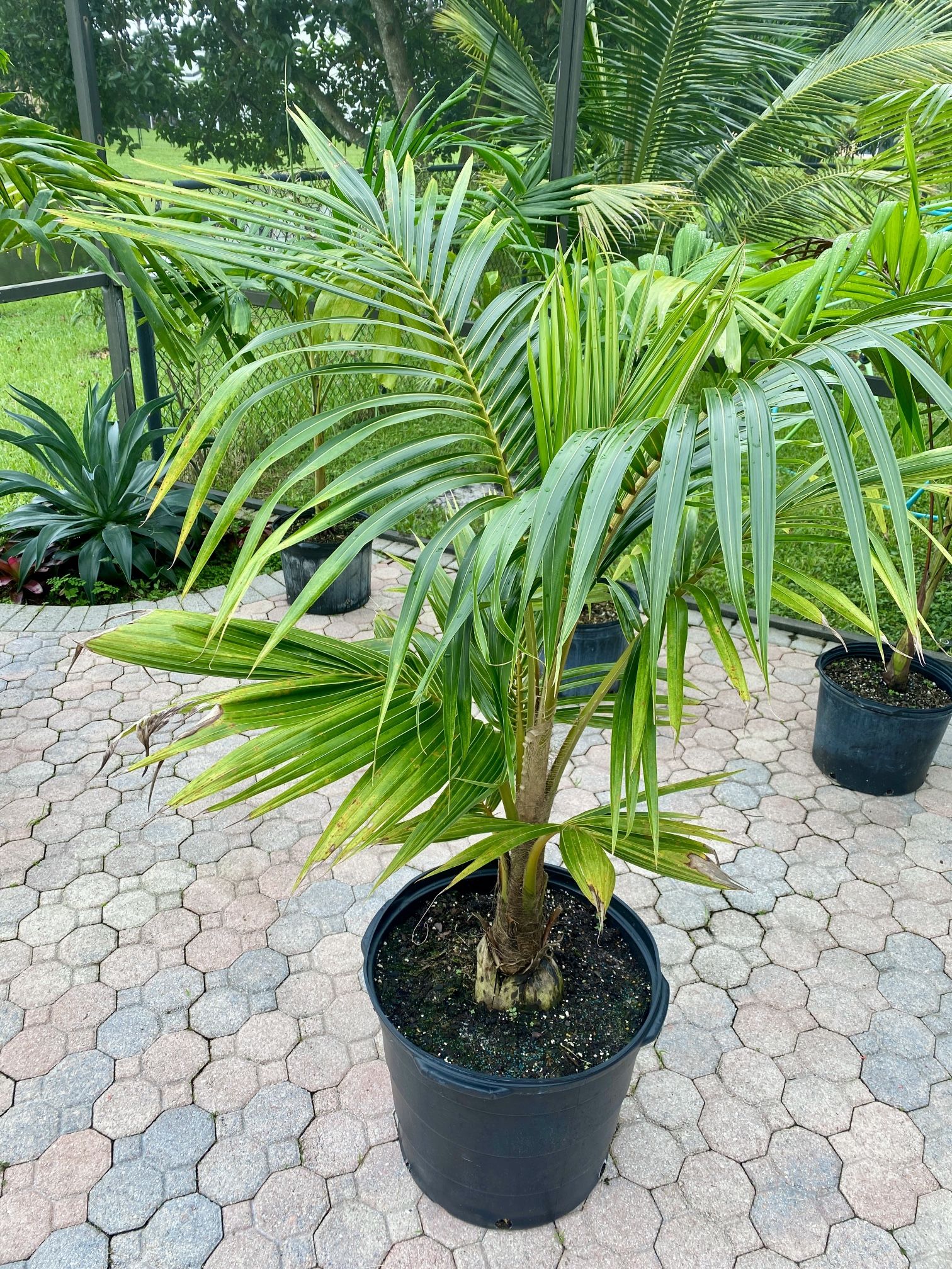 Fiji Dwarf (Niu Leka) Coconut Palm (15g)