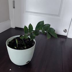 ZZ Plant With 8inch Self Watering Plant