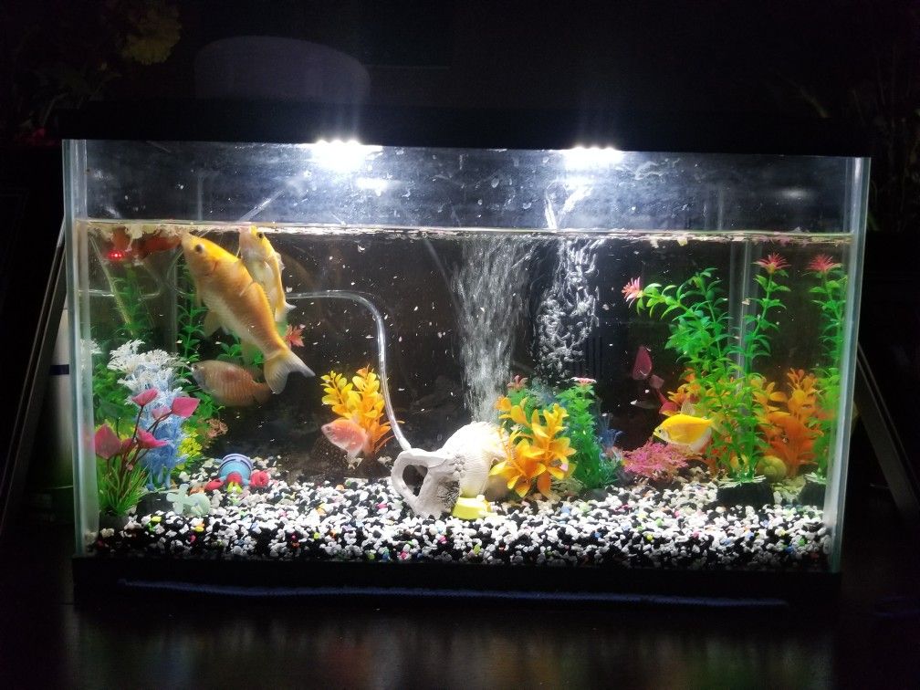 Fish Tank free