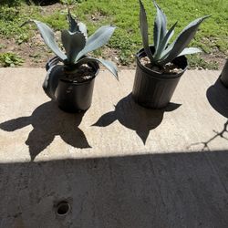 Agave Americana 