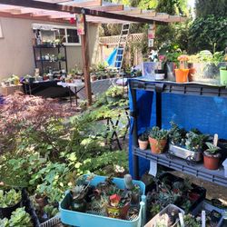 SUNDAY SUCCULENTS SALE IN SAN LORENZO  CALIF..1PM TO 5PM 