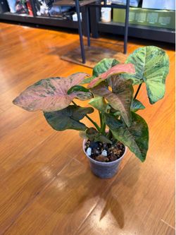 Syngonium pink (house plant)