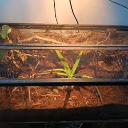 40 Gallon Bioactive Tank With Relistic Back Ground