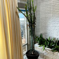 Large African Milk Plant With Black Ceramic Pot