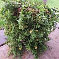 Beautiful Plant and Planter