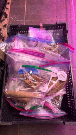 Dahlia tubers