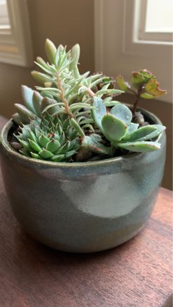 Succulents in unique handmade forest green plant pot