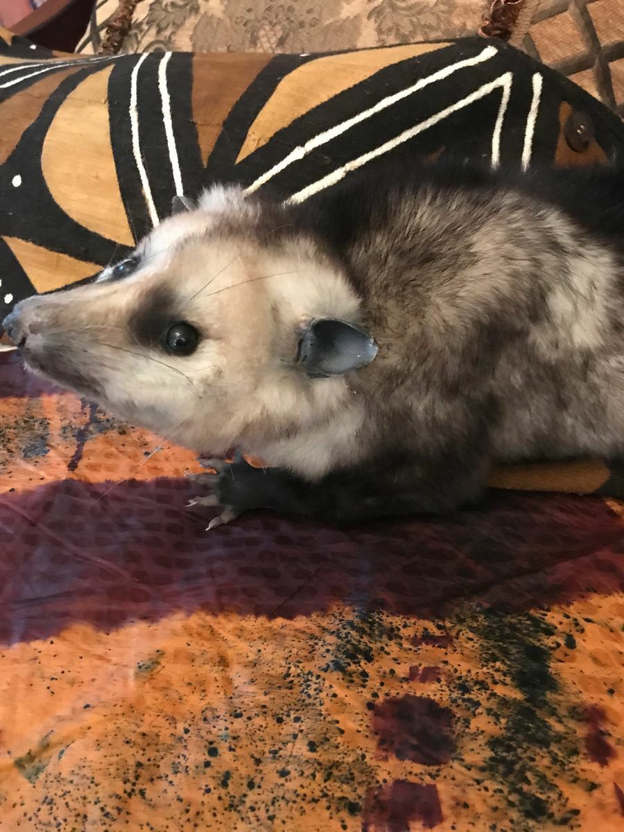 Taxidermy Possum