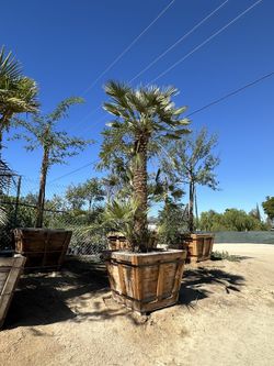 Mediterranean Fan Palm Tree 36”box 