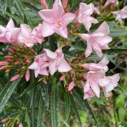 petite pink nerium oleander 
