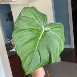 Philodendron Pastazanum Rare Plant