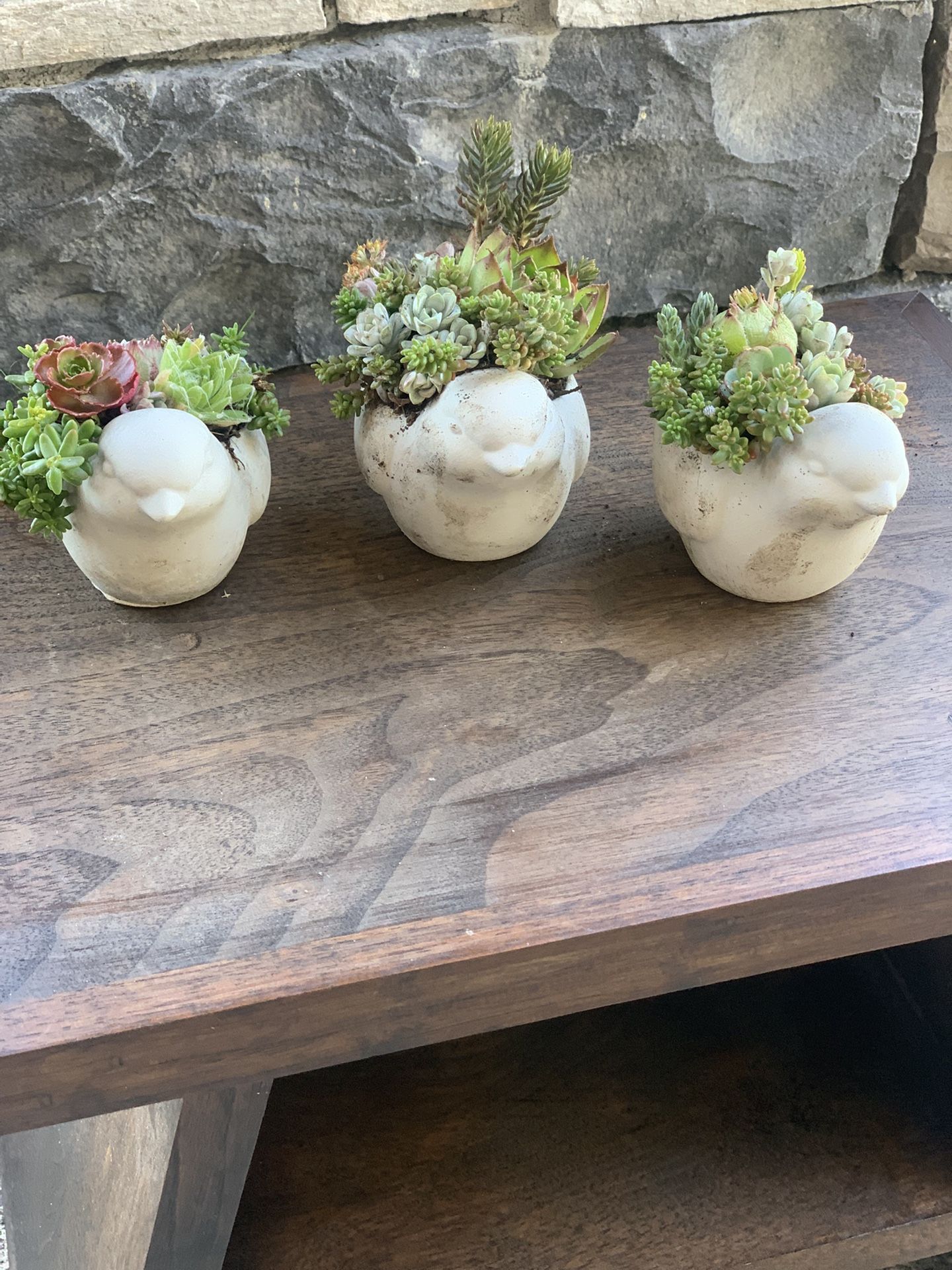Live outdoor succulent arrangement in cement bird pot $10 per pot