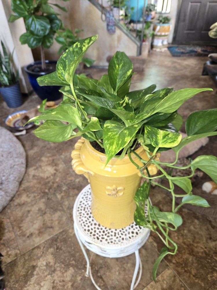 Lovely Pothos In 12in Ceramic Pot With Drainage