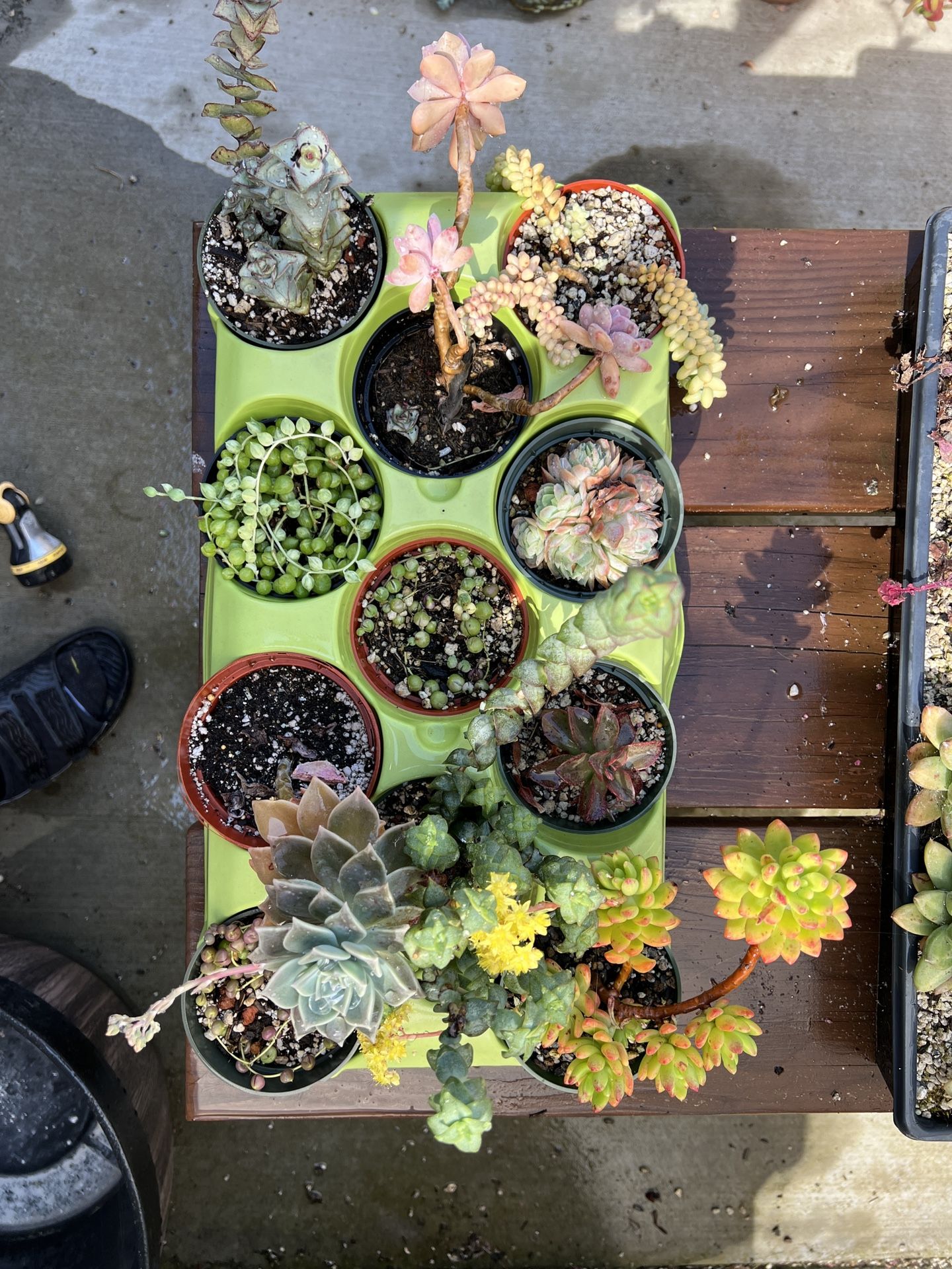 Assorted Succulents