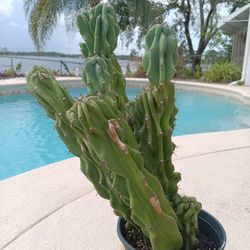 19"×10" Monstrose Peruvian Apple Cactus Rooted In Pot-White Flowers Red Edible Fruit 