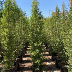 Eugenia Privacy Hedge