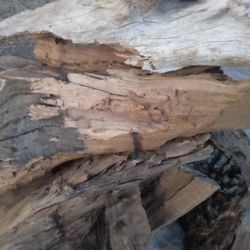 Sculpture Wood 