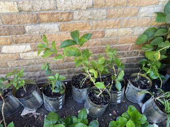 Baby Plants Jasmine