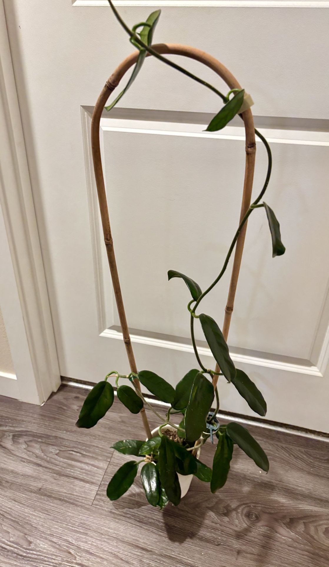 Big Hoya Globulosa 40” Toll 